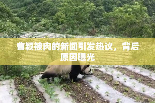 曹颖被肉的新闻引发热议，背后原因曝光