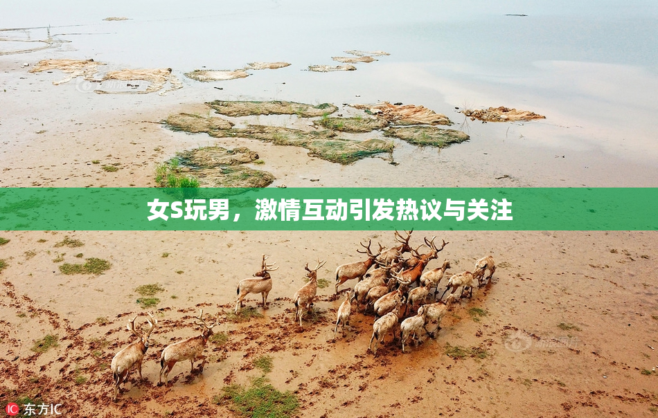 女S玩男，激情互动引发热议与关注