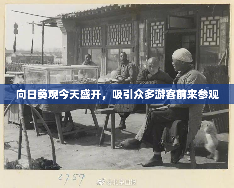 向日葵观今天盛开，吸引众多游客前来参观