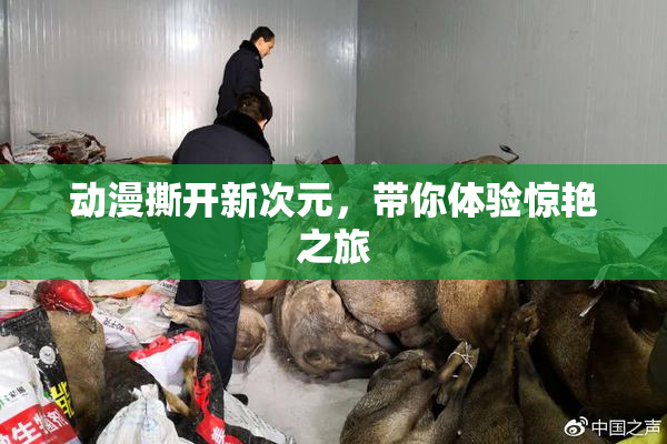 动漫撕开新次元，带你体验惊艳之旅