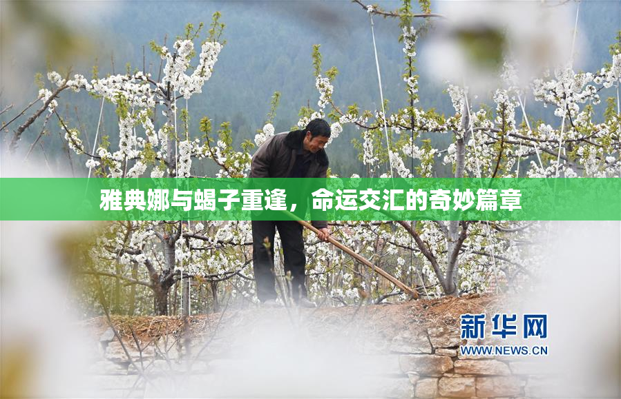 雅典娜与蝎子重逢，命运交汇的奇妙篇章