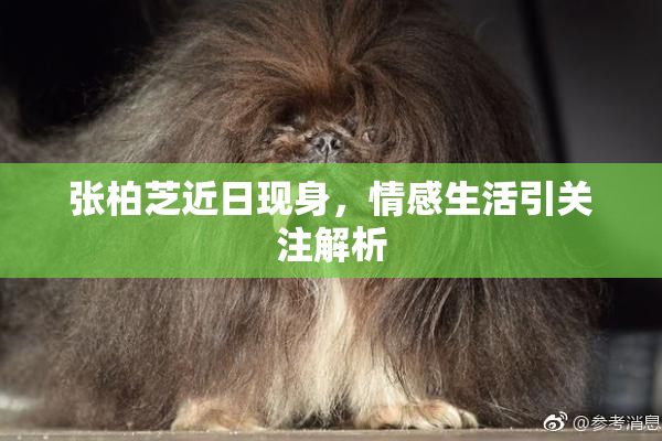 张柏芝近日现身，情感生活引关注解析