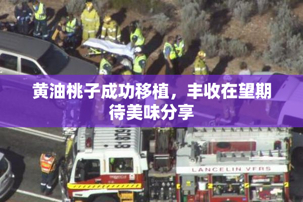 黄油桃子成功移植，丰收在望期待美味分享