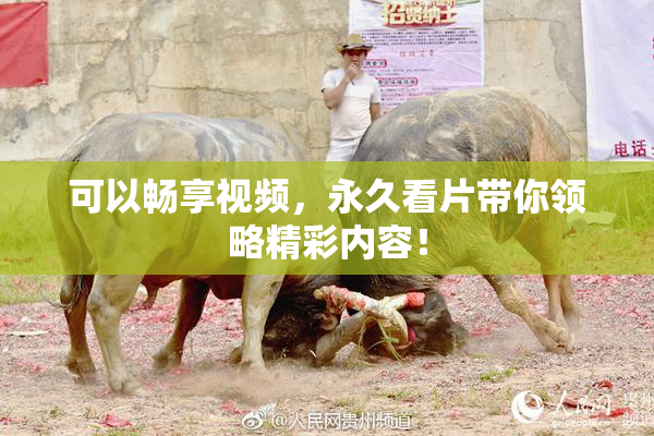 可以畅享视频，永久看片带你领略精彩内容！