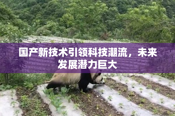 国产新技术引领科技潮流，未来发展潜力巨大