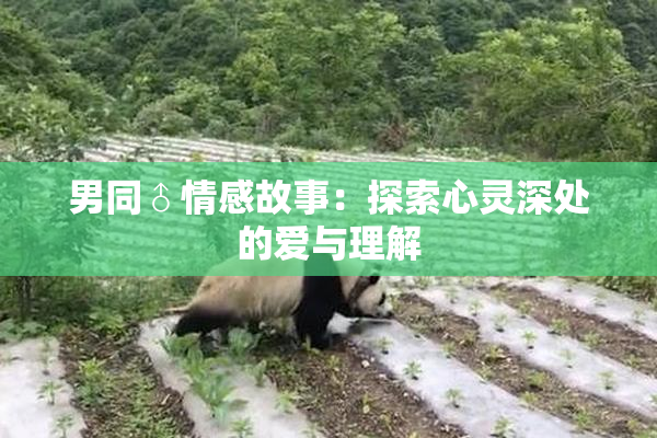 男同♂情感故事：探索心灵深处的爱与理解
