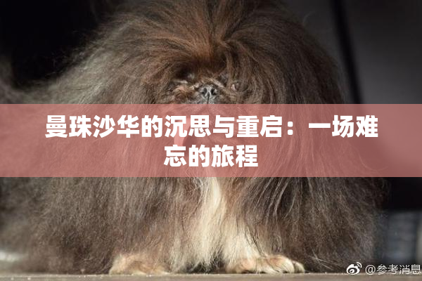 曼珠沙华的沉思与重启：一场难忘的旅程