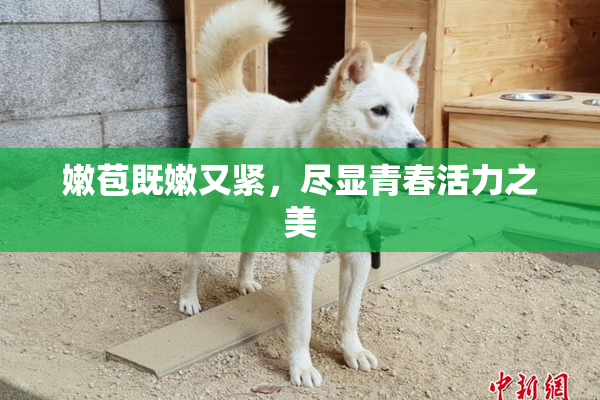 嫩苞既嫩又紧，尽显青春活力之美