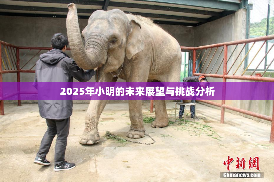 2025年小明的未来展望与挑战分析