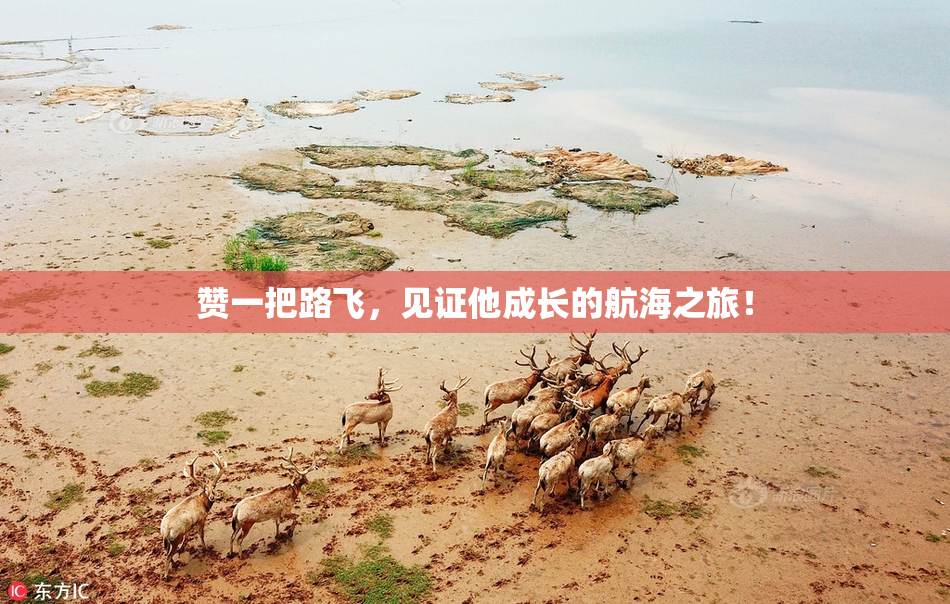 赞一把路飞，见证他成长的航海之旅！