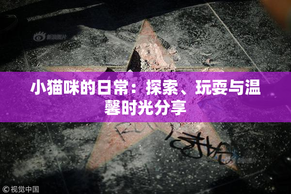 小猫咪的日常：探索、玩耍与温馨时光分享