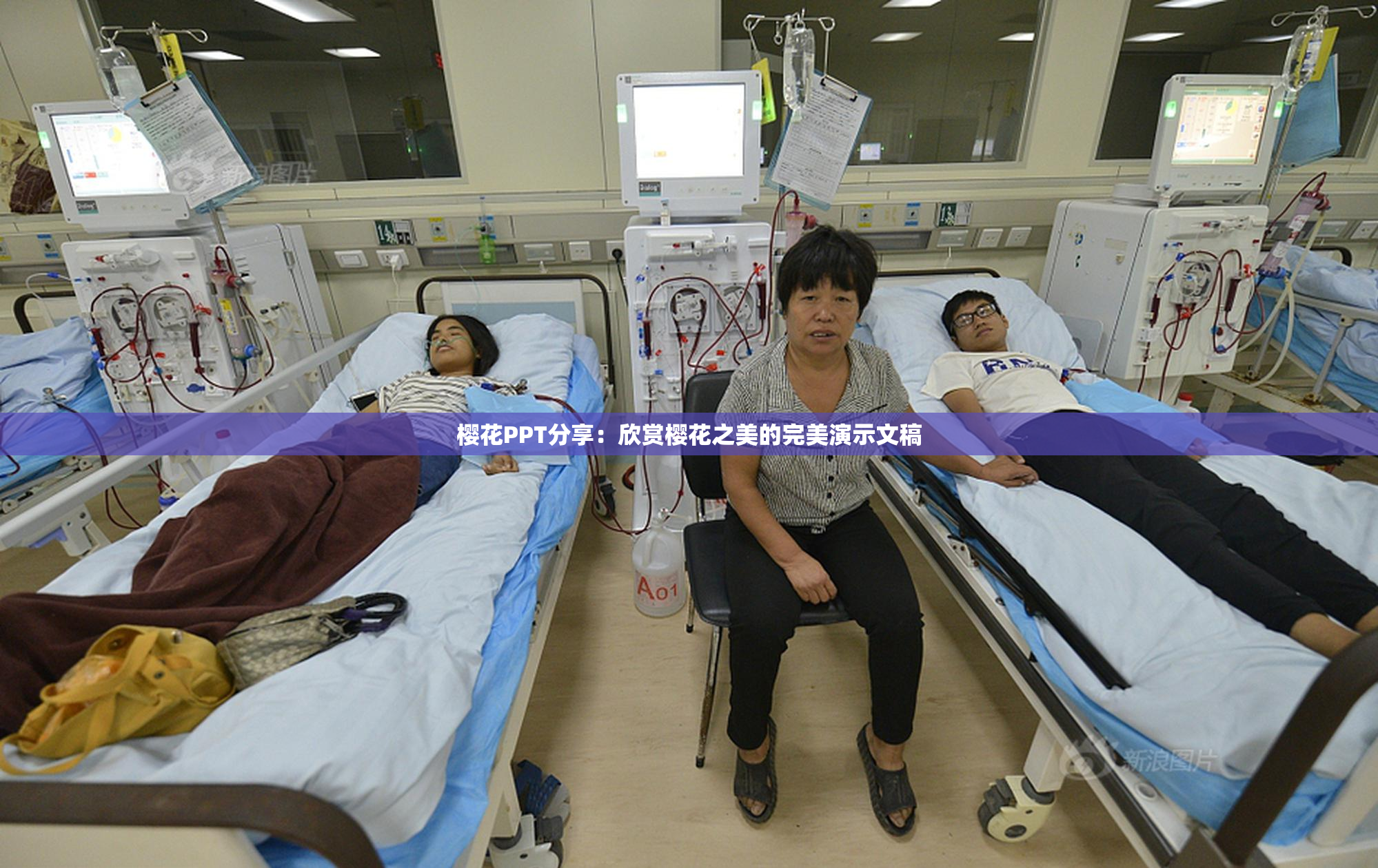 樱花PPT分享：欣赏樱花之美的完美演示文稿