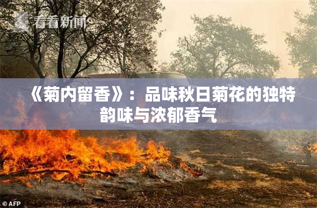 《菊内留香》：品味秋日菊花的独特韵味与浓郁香气