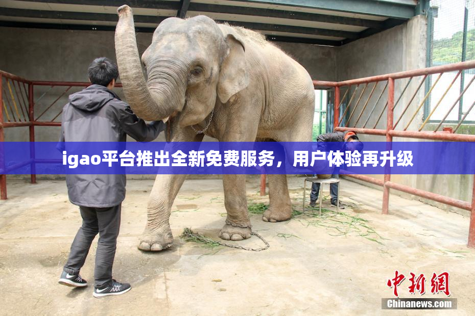 igao平台推出全新免费服务，用户体验再升级