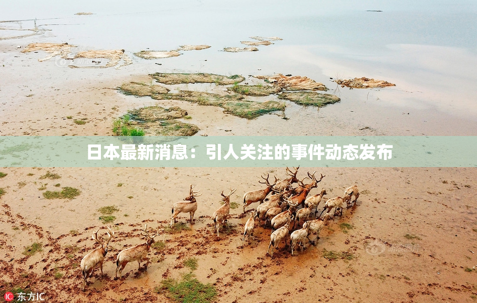 日本最新消息：引人关注的事件动态发布