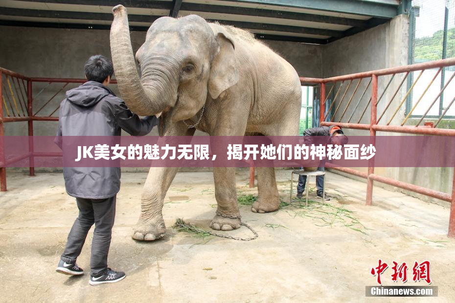 JK美女的魅力无限，揭开她们的神秘面纱