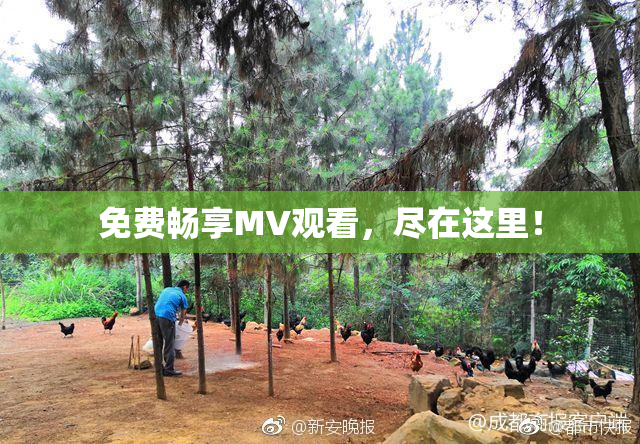 免费畅享MV观看，尽在这里！