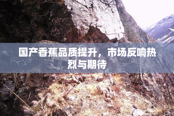 国产香蕉品质提升，市场反响热烈与期待