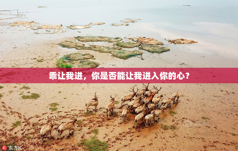 乖让我进，你是否能让我进入你的心？