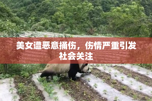美女遭恶意捅伤，伤情严重引发社会关注