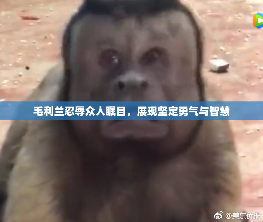 毛利兰忍辱众人瞩目，展现坚定勇气与智慧