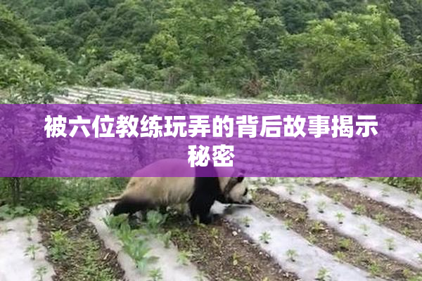 被六位教练玩弄的背后故事揭示秘密