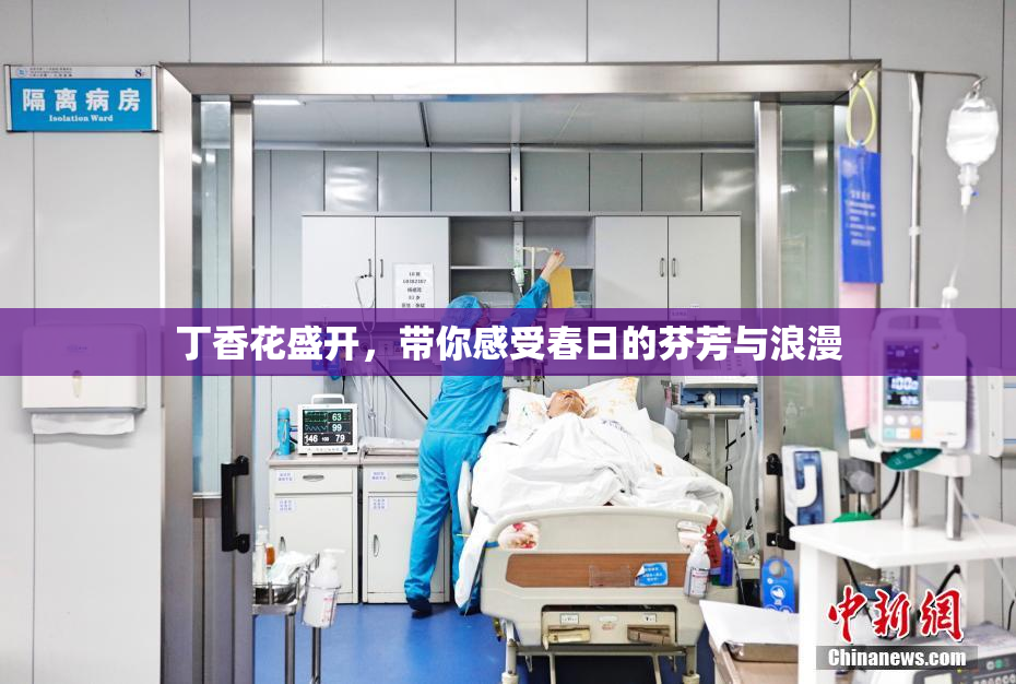 丁香花盛开，带你感受春日的芬芳与浪漫