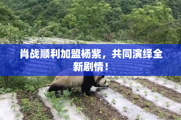 肖战顺利加盟杨紫，共同演绎全新剧情！
