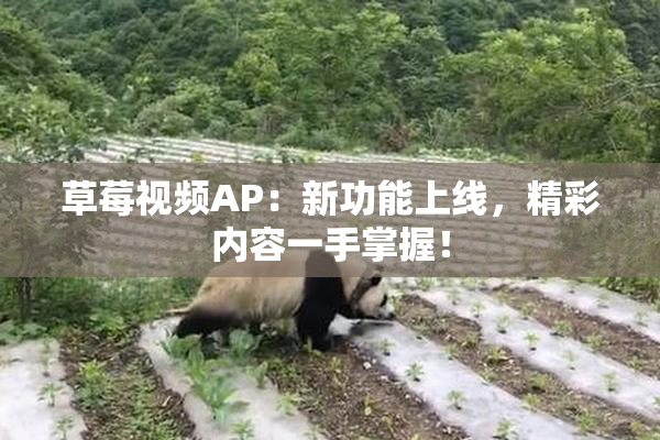 草莓视频AP：新功能上线，精彩内容一手掌握！