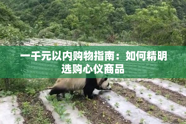一千元以内购物指南：如何精明选购心仪商品
