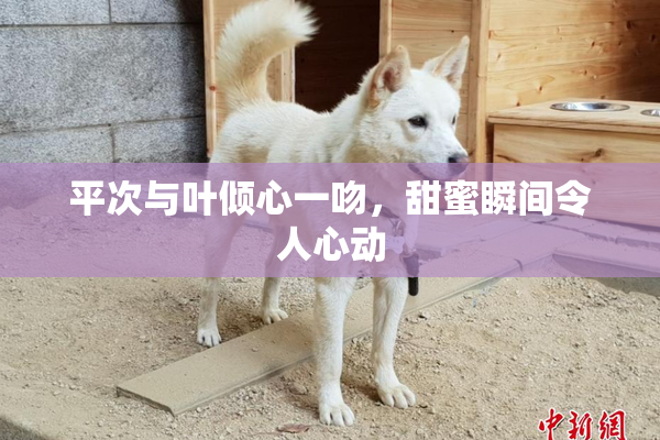平次与叶倾心一吻，甜蜜瞬间令人心动