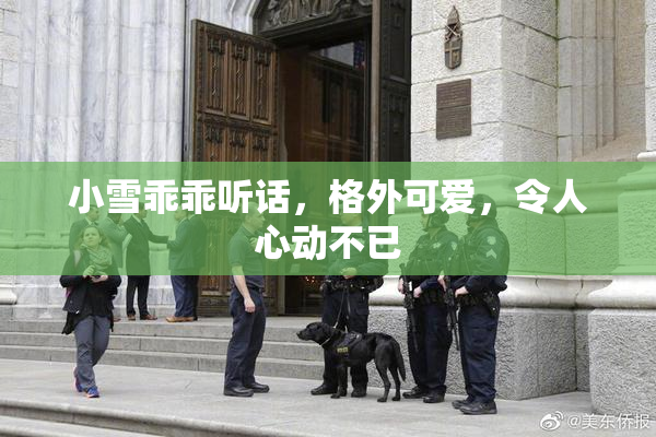 小雪乖乖听话，格外可爱，令人心动不已