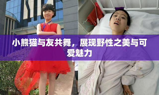 小熊猫与友共舞，展现野性之美与可爱魅力