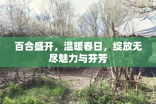 百合盛开，温暖春日，绽放无尽魅力与芬芳