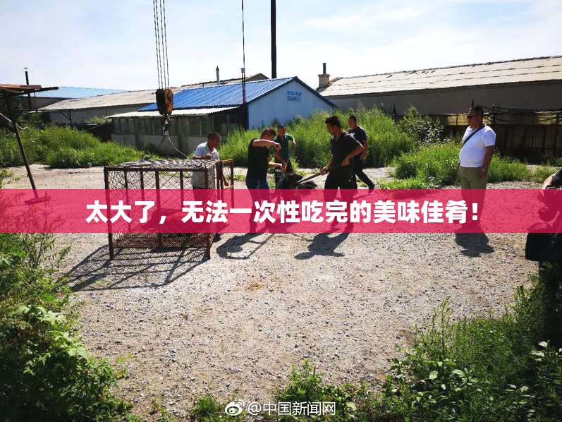 太大了，无法一次性吃完的美味佳肴！