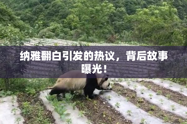 纳雅翻白引发的热议，背后故事曝光！