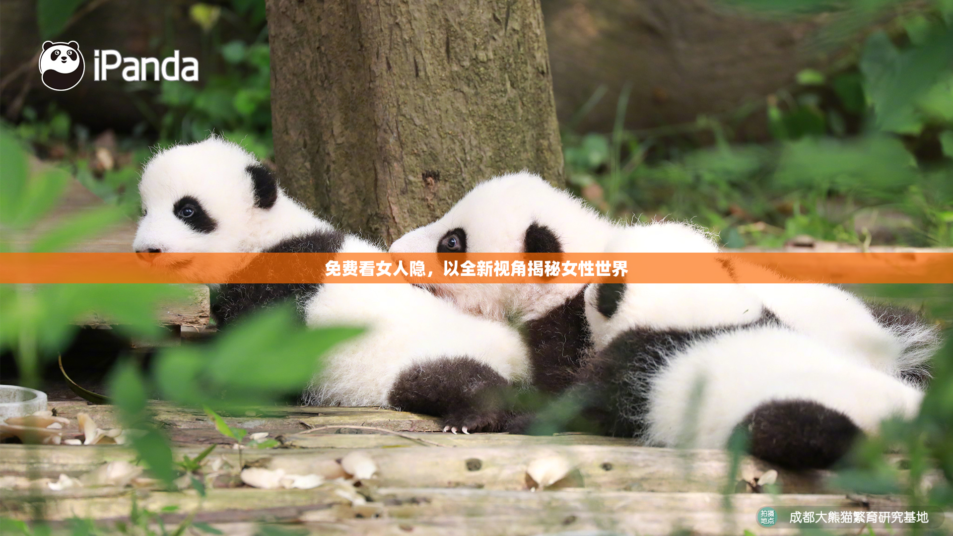 免费看女人隐，以全新视角揭秘女性世界