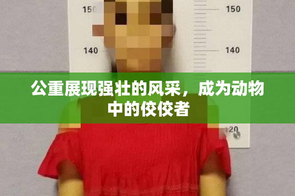 公重展现强壮的风采，成为动物中的佼佼者