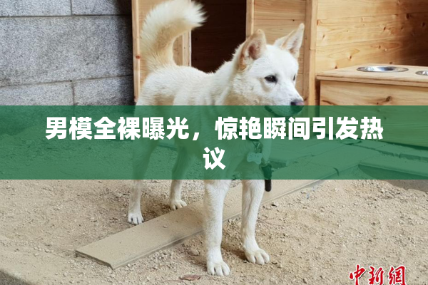 男模全裸曝光，惊艳瞬间引发热议