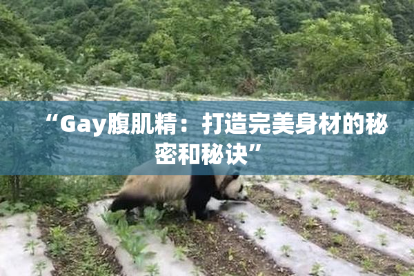 “Gay腹肌精：打造完美身材的秘密和秘诀”