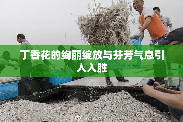 丁香花的绚丽绽放与芬芳气息引人入胜