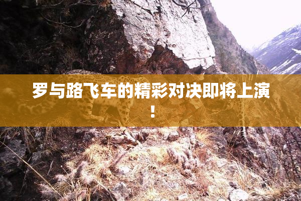 罗与路飞车的精彩对决即将上演！