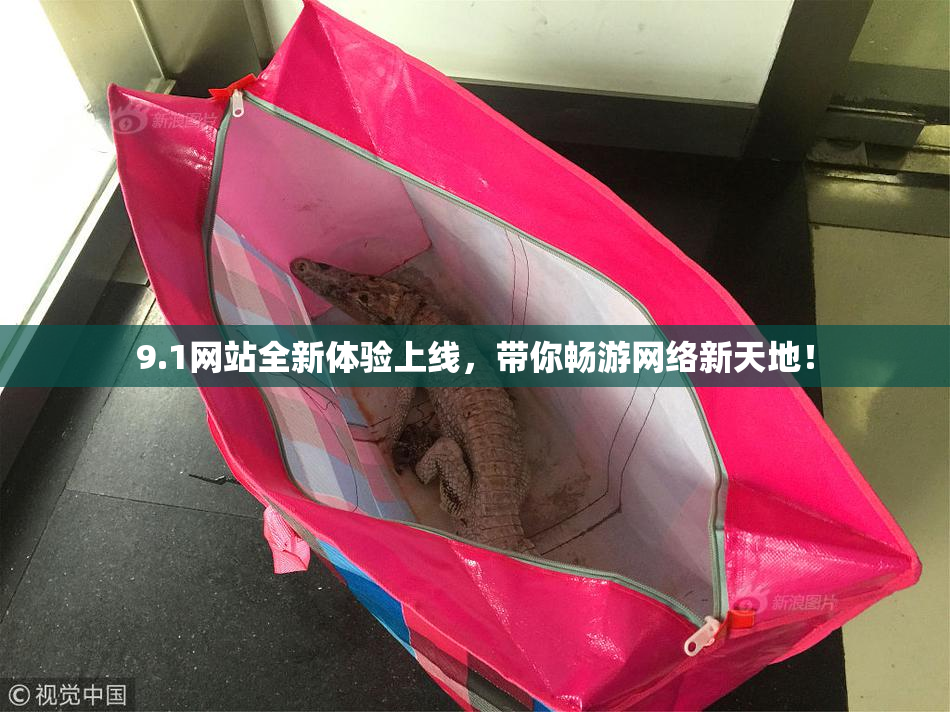 9.1网站全新体验上线，带你畅游网络新天地！