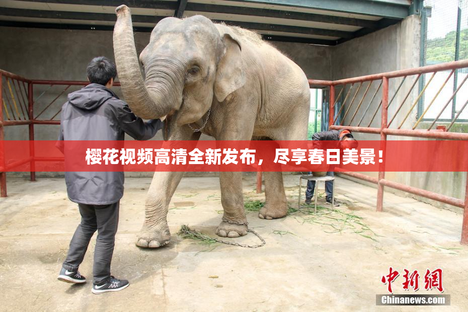 樱花视频高清全新发布，尽享春日美景！