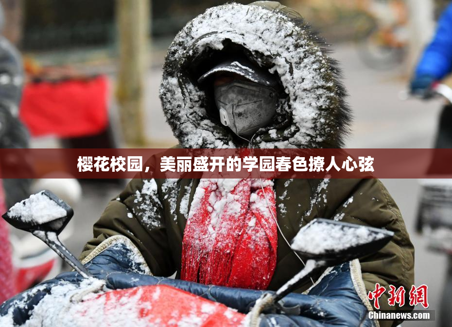 樱花校园，美丽盛开的学园春色撩人心弦