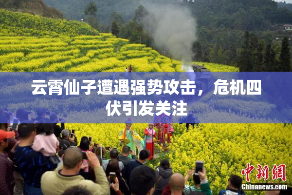 云霄仙子遭遇强势攻击，危机四伏引发关注
