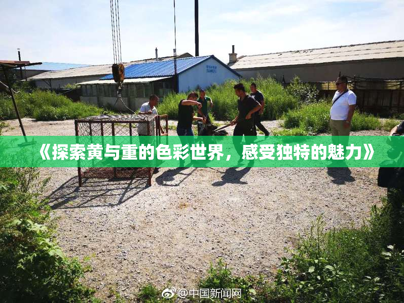 《探索黄与重的色彩世界，感受独特的魅力》