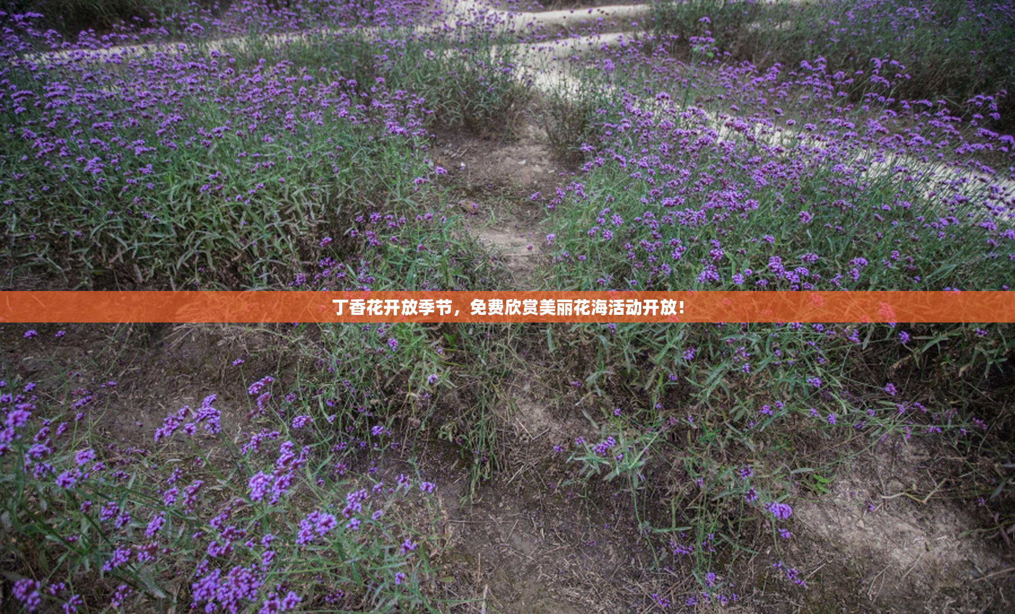 丁香花开放季节，免费欣赏美丽花海活动开放！