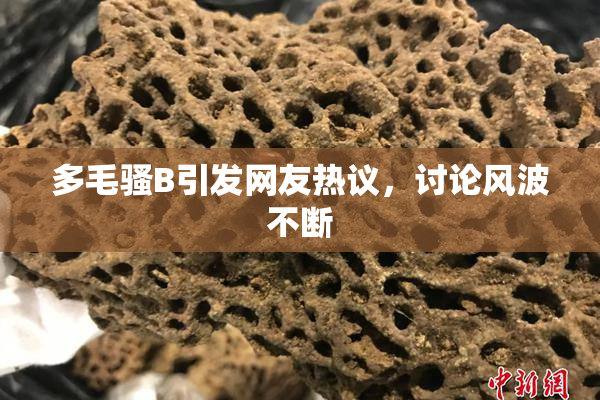 多毛骚B引发网友热议，讨论风波不断