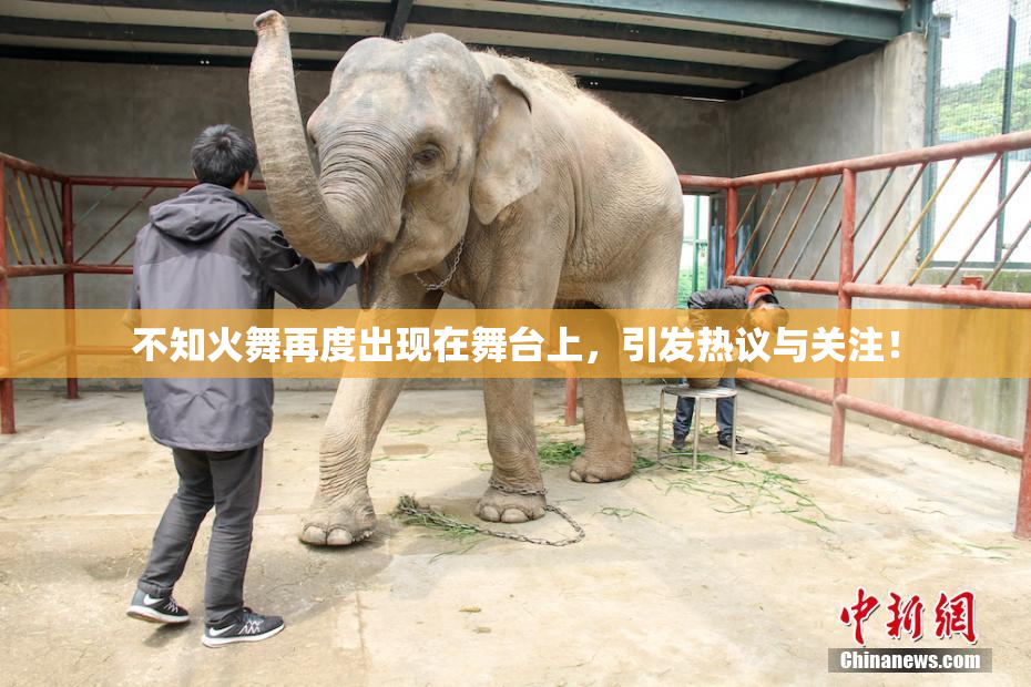 不知火舞再度出现在舞台上，引发热议与关注！